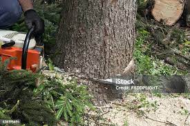 Best Emergency Tree Removal  in Berlin, OH