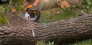 Best Firewood Processing and Delivery  in Berlin, OH
