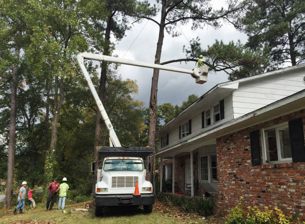 Best Tree Cabling and Bracing  in Berlin, OH