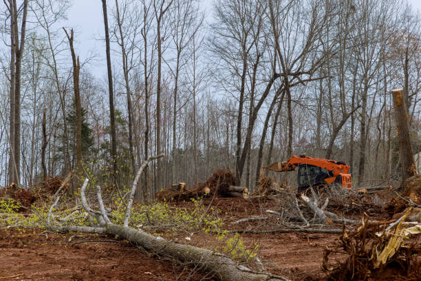 Best Tree Disease Treatment  in Berlin, OH