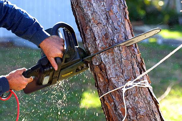 Best Tree Preservation Services  in Berlin, OH