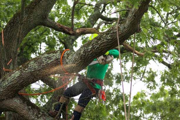  Berlin, OH Tree Care Pros