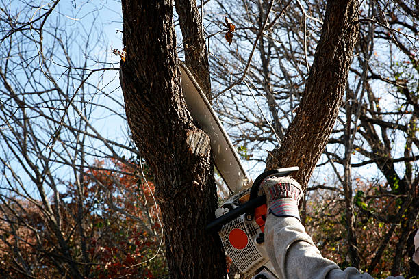 Best Lawn Renovation and Restoration  in Berlin, OH